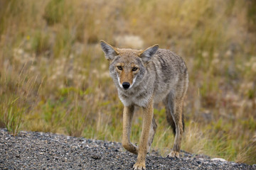 Kojote wildlife