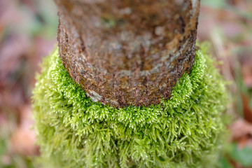 Soft and mellow foam on the trunk of a tree in the forest