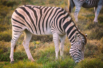 Fototapeta na wymiar Zebra eating grass in Addo National Park, South Africa