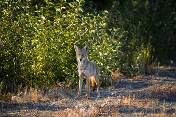 Kojote wildlife