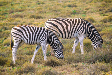 Fototapeta na wymiar Two zebras eating grass in Addo National Park, South Africa