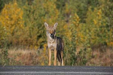Obraz na płótnie Canvas Kojote wildlife