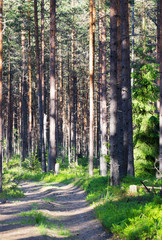 Forest trail in the coniferous forest