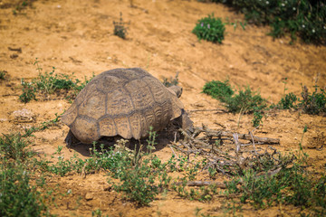 Big tortoise walking in Addo national park, South Africa