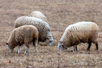 Fototapeta premium Sheep Grazing
