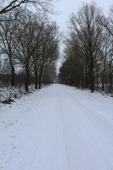 an avenue in the snow
