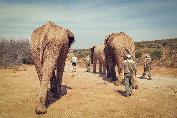 Tourists walking with african elephants and rangers in game reserve in South Africa - 245538561
