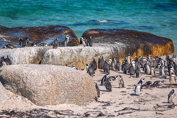 African penguin colony at Boulders beach, South Africa