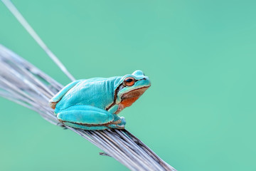 Beautiful Europaean Tree frog Hyla arborea - Stock Image