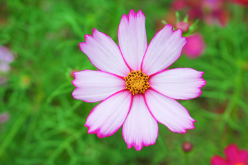 Obraz premium Natural colorful white pink cosmos bipinnatus flowers field patterns blooming top view in garden for green leaf background