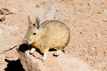 Southern viscacha close up,Bolivia