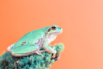 Beautiful Europaean Tree frog Hyla arborea - Stock Image