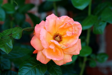 Orange to yellow fully open blooming rose with petals starting to wither surrounded with dark green leaves in local garden