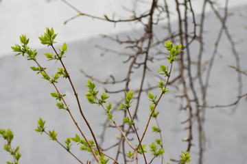 A branch of a tree with young green leaves.