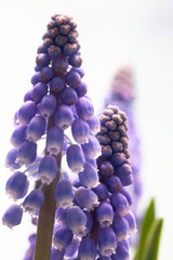 close up of blooming grape hyacinths
