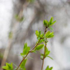 A branch of a tree with young green leaves.