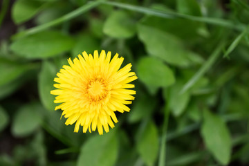 A branch of a tree with young green leaves. Concept of spring, growth and awakening.