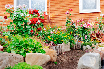 Flower beds near the house. Red, pink roses. Landscaping of the site