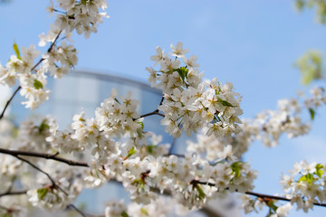 A branch of an apple tree with white flowers. Blooming apple orchard. Concept of spring, growth and awakening.