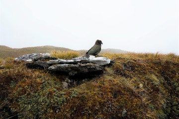 A kea parrot standing on the rock, cloudy day, Milford Track, New Zealand South Island  