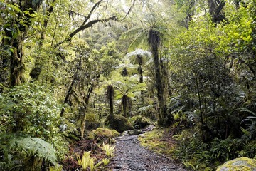 Path in the forest, fern trees, moss, Milford Track, New Zealand South Island  