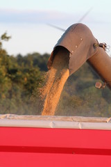 grain bl&eacute; moissonneuse batteuse