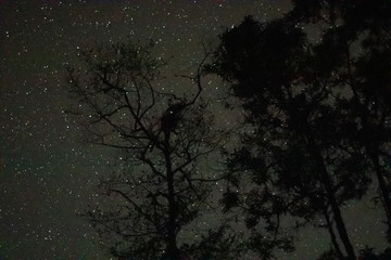 Noche de estrellas