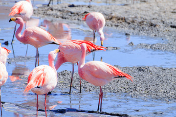 Laguna Hedionda flamingos, Bolivia