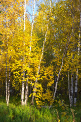 Obraz premium amazing nature of the North