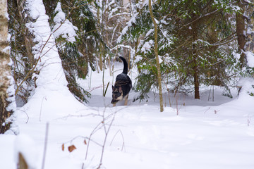 shepherd plays looking and hunting in the snow in winter