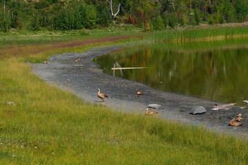 Wild ducks on the lake on a summer day