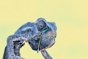 Beautiful green chameleon - Stock Image