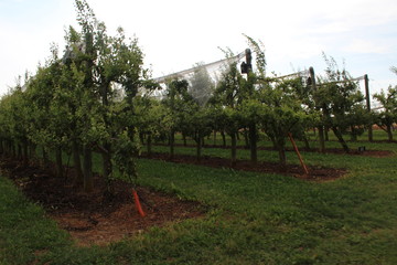 pommier palissage