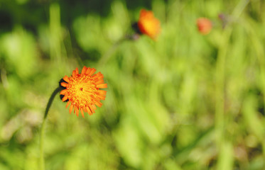 草花　春　素材