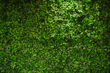 ivy, Hedera, plant useful as a background