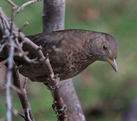 Femal Blackbird looking for food in urban garden.