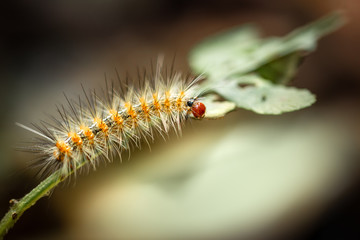 Caterpillar of Tiger Moth (Taiwan)