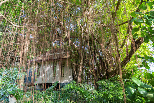 Villa in a tropical forest