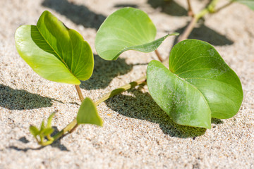 Ipomoea pes-caprae, green leaves on the beach in a natural environment.