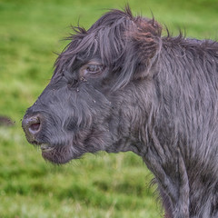 Highland cow