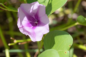 Ipomoea pes-caprae, pink flowers closeup.