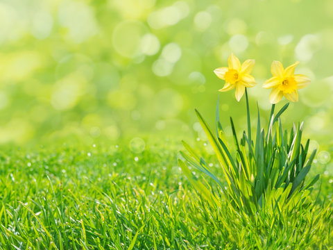 Yellow daffodil flowers isolated on the green grass lawn spring background