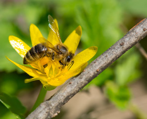 Honey bee collecting nectar in yellow flower and covered with pollen, has the legs covered with huge pollen deposits. Animal is sitting collecting in sunny summer sunflower.