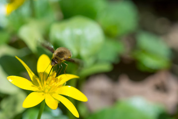 Strange insect feeding on nectar in yellow flower, with huge legs and proboscis. Animal is sitting collecting in sunny summer sunflower.