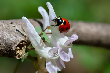 Ladybug insect sitting in the sunlight on a white spring flower, in a lush green meadow