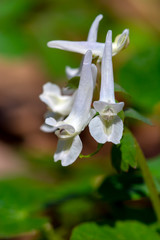 White Corydalis cava early spring wild forest flowers in bloom, close up of white flowering on the forest floor