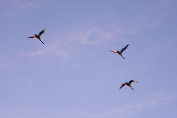 Flying swans against clear sunset sky, beautiful sunset. Flock of three whooper Swans (Cygnus cygnus) make start