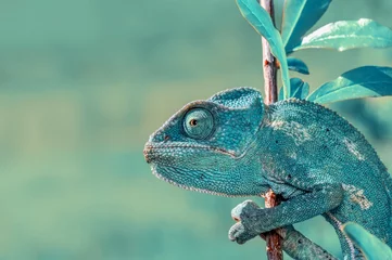 Foto op Plexiglas Mooie groene kameleon - Stock Image © blackdiamond67