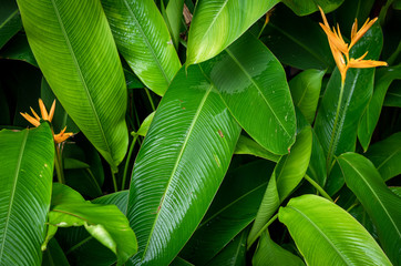 Green leaves background and texture .Flat lay of nature green leaves pattern background concept ,Abstract nature for advertisement,horizontal view