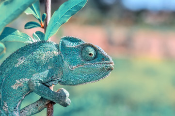 Beautiful green chameleon - Stock Image © blackdiamond67